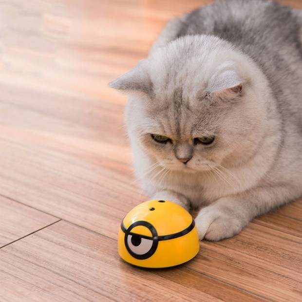 애완용레이저포인트, 현명한 선택과 활용법 🔍